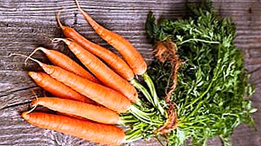 Tudo sobre a variedade de cenoura Flacca: uma descrição detalhada, características de cultivo e outras nuances