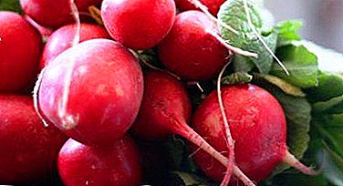 Everything about the variety of record yield: description and characteristics, cultivation, storage and diseases of radish Champ