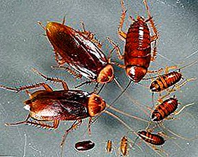 ゴキブリが繁殖する方法についてのすべてと急速な繁殖を防ぐ方法に関するヒント