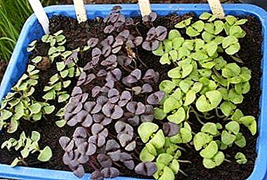 All about planting basil seeds in seedlings
