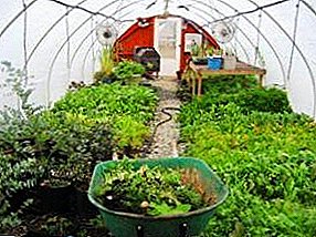 Όλα για το πώς να φτιάξετε ένα θερμοκήπιο για την καλλιέργεια ποικιλίας πράσινου όλο το χρόνο
