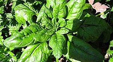 All about how to grow spinach from seed. Caring for seedlings and moving to the beds