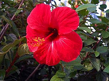Everything about garden hibiscus winters: photos, preparing for cold weather and caring for plants in the garden