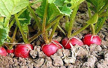 All about what kind of soil loves radishes and how to make the land suitable for growing vegetables