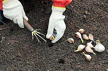 All about when to plant garlic in the spring: why is timing so important?