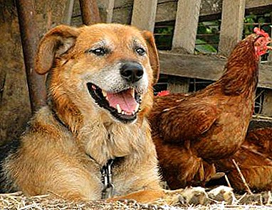 Alt om, hvorvidt det er muligt at give hvidløg til hunde og kyllinger: fordelene og skaderne af grøntsager, samt indikationer for brug