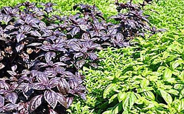 All about growing basil at home: where and how to plant seeds? Care features