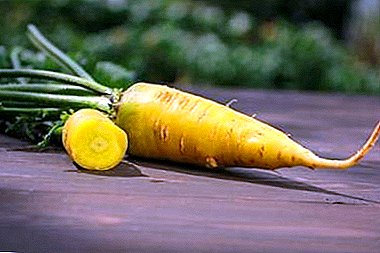 Tudo sobre cenouras amarelas: da história da seleção ao plantio e colheita