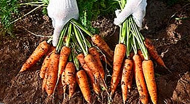 Everything about the harvest of carrots: how many times in the life of fruits, when to collect from the beds, how to remove tops and other nuances
