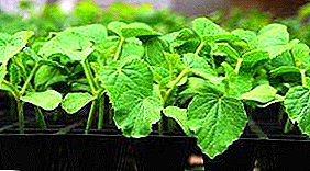 All on the calendar! Planting cucumbers for seedlings in March, February, April