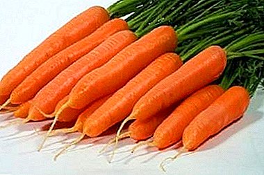 Alt populært om gulerodssorten Sentyabrina: beskrivelse, kultiveringsegenskaber, opbevaring af afgrøden og andre nuancer