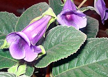 All the rules and subtleties of the process of breeding Gloxinia. Plant Care