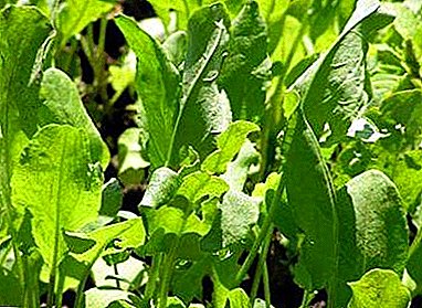 All about sorrel shoots: how many days does it sprout after sowing, and when should you worry?