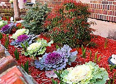 The most interesting about decorative cabbage - decoration of autumn beds and summer cottages