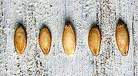Tous les secrets de la préparation des graines de concombre pour l'ensemencement dans les plantules: comment trier et rejeter, caractéristiques de désinfection, germination et durcissement