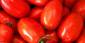 תמיד עגבניה בריאה "צאר פיטר": תיאור של מגוון, תמונות של פירות מבושל וטיפול השיחים