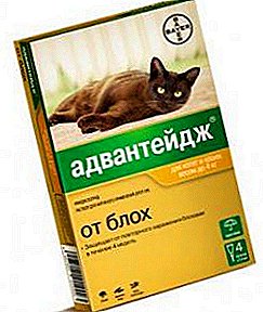 Just a drop, but as a rescue! Drops from fleas Advantage for cats, instructions for the drug