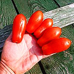 Semua orang kegemaran tomato "Lady jari": penerangan, ciri-ciri dan gambar pelbagai