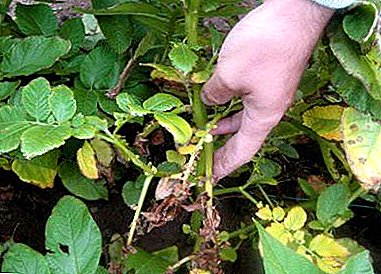All information about late blight potato from "A" to "Z". Varieties resistant to this disease