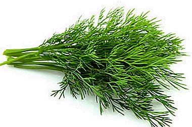 All you need to know to get a good crop of dill. How and when to plant a seed in open ground?