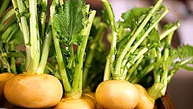 Alt du ønsket å vite om turnips er en fordel, skade på helse og bruksmåter.