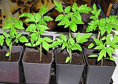 Alles über das Pflanzen von Tomaten im April. Tipps zur Auswahl eines Samens für die Aussaat in diesem Monat