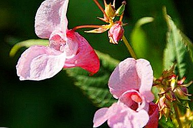 All the most interesting about the wild plant balsam ironnose