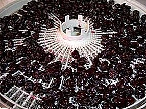 Dried cherries: how to dry in the oven and electric drier?
