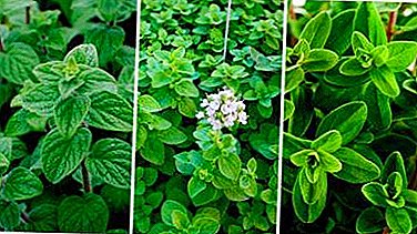 A blast of flavors in one dish is all about the fragrant seasoning of marjoram. What is it, where is it used and how is it stored?