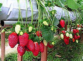 Bær og forretning: dyrkning af jordbær i drivhuset hele året med en positiv lønsomhed