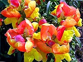 Bright colors of snapdragon: species and varieties, care and reproduction