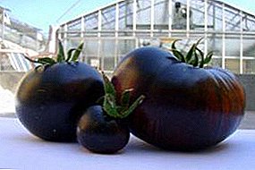 A sötét gyümölcs világos képviselője - a paradicsom "Chernomor" a fajta leírása és jellemzői