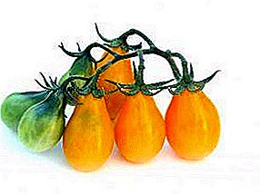 Tomate brillante para conservas - “Pera naranja”: descripción de la variedad, peculiaridades de cultivo