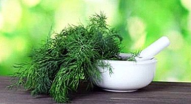 Is dill a diuretic or not? Use of the plant as a diuretic