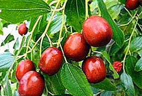Yuyuba - the most healthy fruit