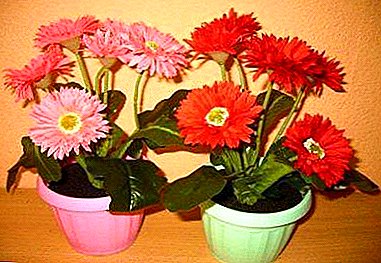 South African beauty in Russia: how to grow a gerbera