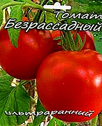 Esquecemos de mudas com uma variedade de tomate "Bezrassadny": descrição de tomates, especialmente crescendo
