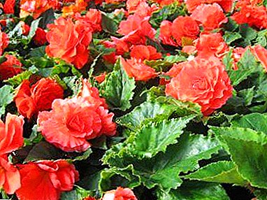 Taking care of the plant in winter. How to save the tuberous begonia?