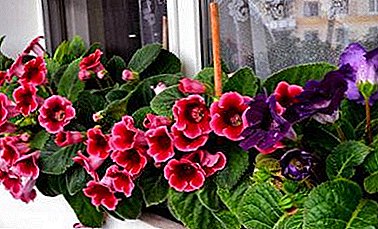 We care about the many years of flowering gloxinia: how to properly water and feed the plant?