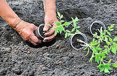 Nous nous occupons d'une bonne récolte: sol pour les semis de tomates