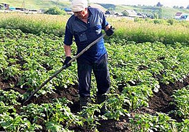 Pourquoi le labour est-il nécessaire et pourquoi le rendement en pommes de terre augmente-t-il considérablement après?