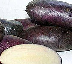 Riddle of potato patches - description and characteristics of potatoes "Black Prince"