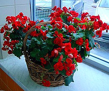 Mysterious begonia: is it possible to keep the plant at home?