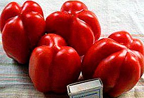 Mysterious star in your garden - variety of tomato "Etoile"