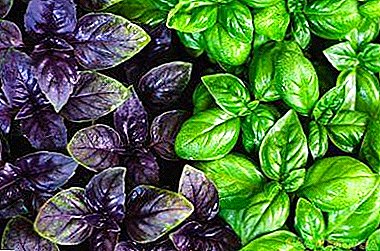 Harvesting basil: how to store, is it possible to freeze, in what way the product will contain more vitamins?