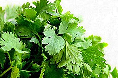 Preparation of vitamins for the winter. How to store parsley at home?