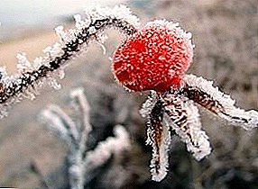 Billet hofter for vinteren hjemme: er det mulig å fryse frukten uten skade på avlingen?