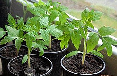Ikrar tuaian yang kaya - penanaman benih tomato yang kompeten di rumah