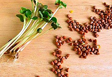 Prenda de excelente cosecha de rábano - tratamiento de semillas antes de la siembra. ¿Necesito clasificarlos y remojarlos?