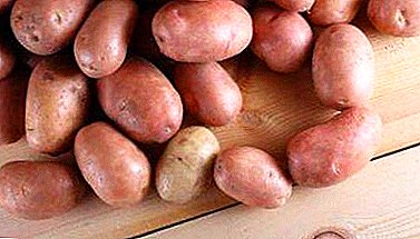 Olağanüstü "çiftçi" patates çeşidi "Leylak sis" - tanımı ve özellikleri
